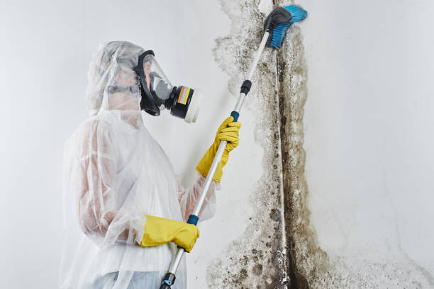 Best Bathroom Mold Remediation in Burleson, TX