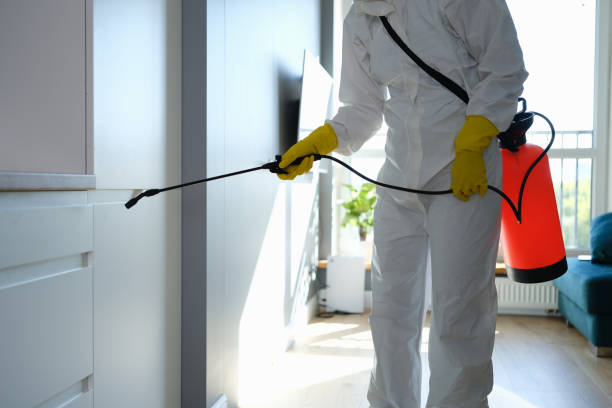 Best Emergency Mold Remediation in Burleson, TX