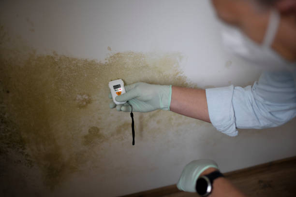 Best Kitchen Mold Remediation in Burleson, TX