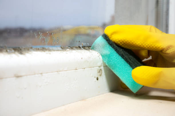 Burleson, TX Mold Remediation Company