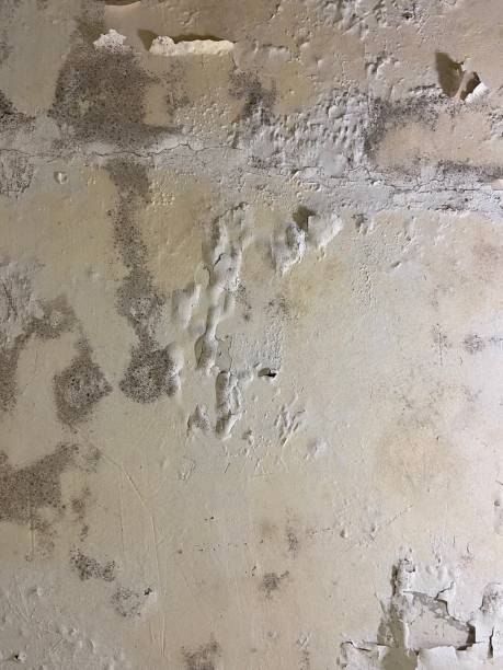 Best Basement Mold Remediation in Burleson, TX