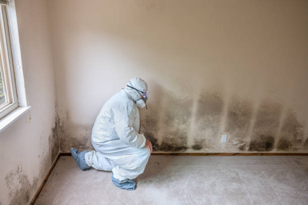 Best DIY Mold Remediation Support Services in Burleson, TX