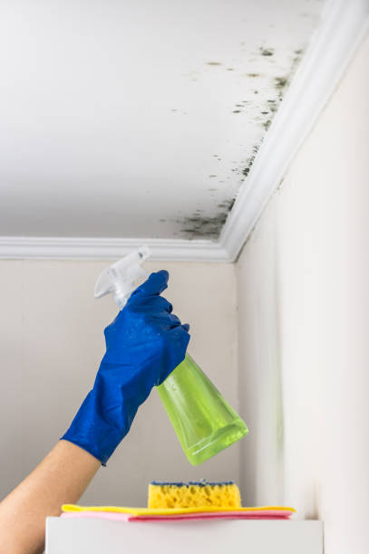 Best Residential Mold Remediation in Burleson, TX